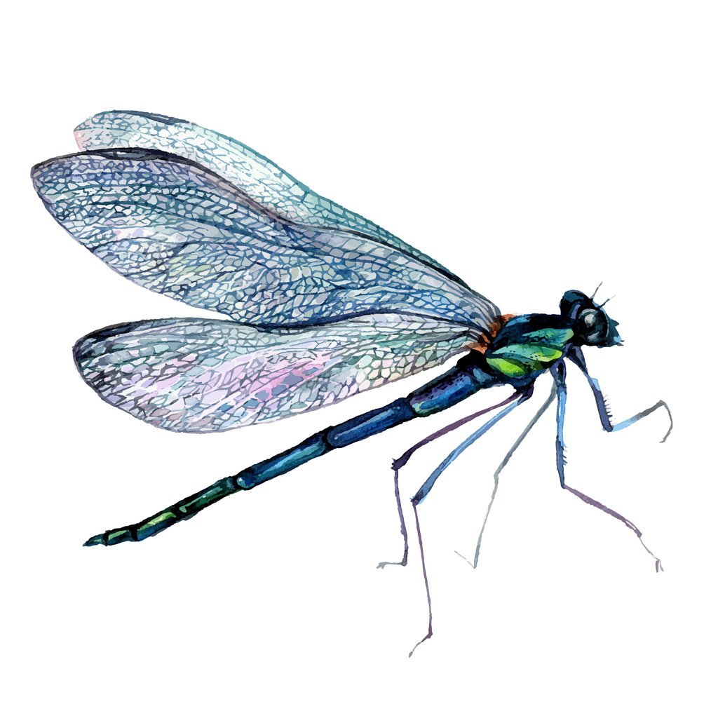 Pañal para Agua Splash About Dragonfly – Zafiro Kids